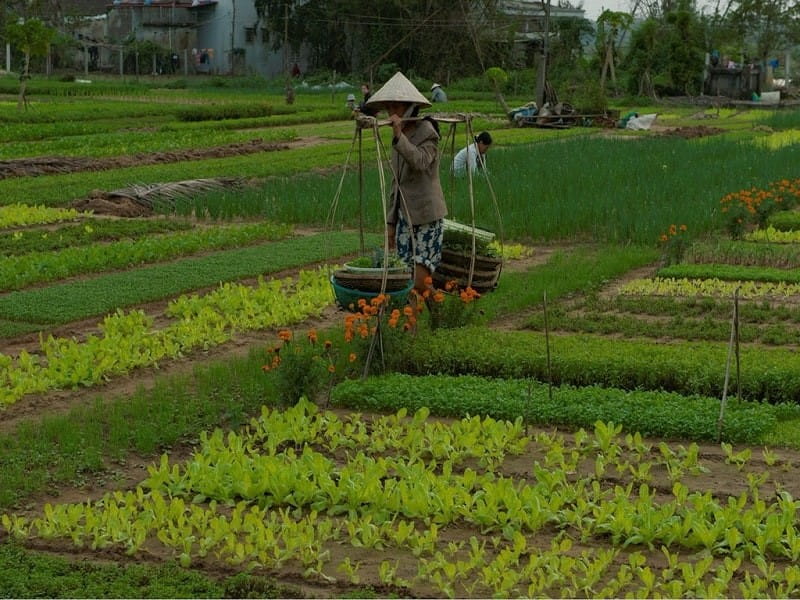 Tra Que Vegetable Village